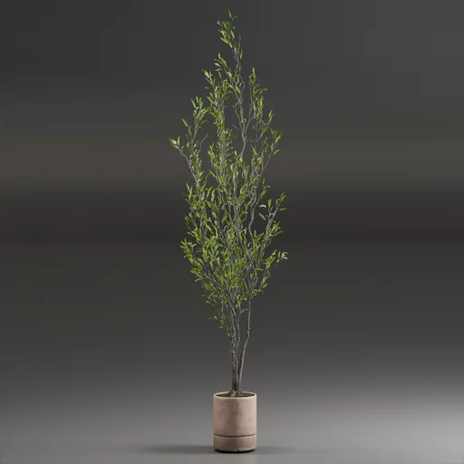 Indoor Plant Olive