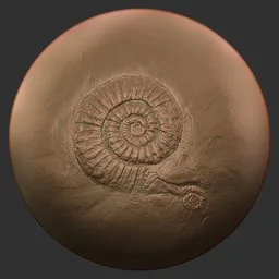 ER_Fossil Brush-ammonites