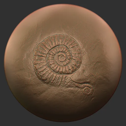 ER_Fossil Brush-ammonites