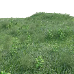 "Nature Grass 3D model with realistic scale and optimized polygons for Blender 3D. Includes four types of grass inspired by Charlotte Nasmyth and Harold Sandys Williamson, featuring highly detailed textures and color displacement effects."