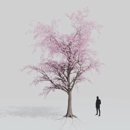 Sakura tree