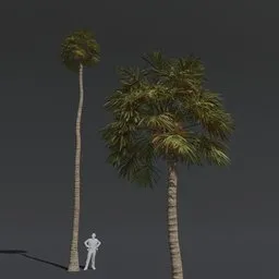 Tree Fan Palm E1