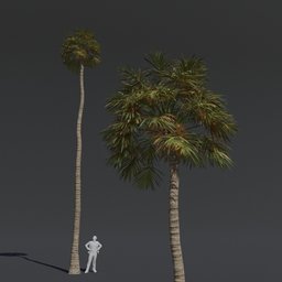 "High-quality 3D model of a Tree Fan Palm, designed for Blender 3D. This realistic model features PBR textures and materials, making it perfect for cinematic projects. Ideal for adding lush greenery to your scene."