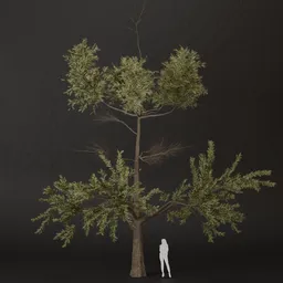 SJ-Sunlit Haven Pine Tree
