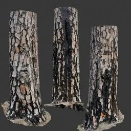 Tree Trunk