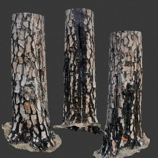 Tree Trunk