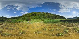 The dealer's daytime