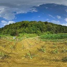 The dealer's daytime