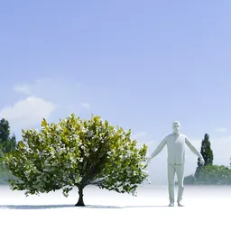 Tree Orange Choisaya