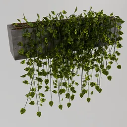 Facade Vine