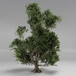 Tree Pinus Mugo