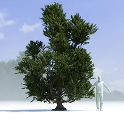 Tree Pinus Mugo