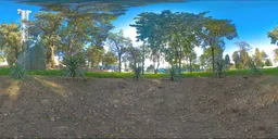 Sunlit Urban Park Grove