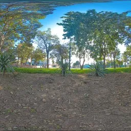 Sunlit Urban Park Grove