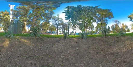 Sunlit Urban Park Grove