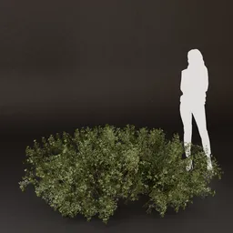 SJ-Country Trail Side Bush