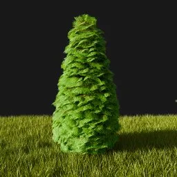 Thuja Plant