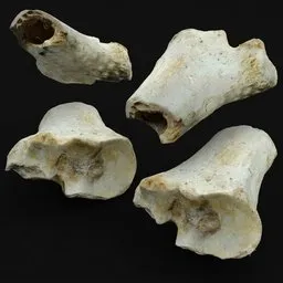 Joint Bone