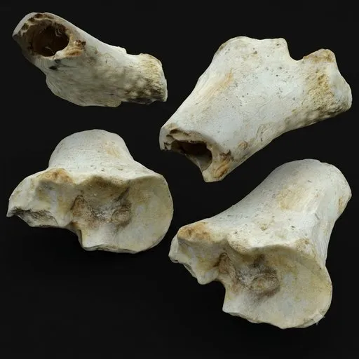 Joint Bone