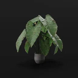 Elephant Ear Taro Large Potted