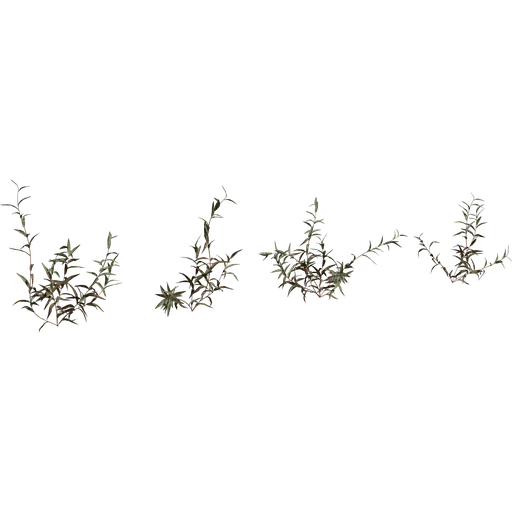 Shrub 02