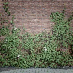 Realistic 3D ivy creeper model for mystical and post-apocalyptic scenes, high-quality textures, suitable for games and 3D environments.