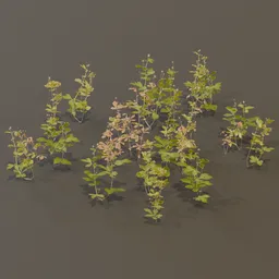 Geum Urbanum Weed Herbal Plant Med