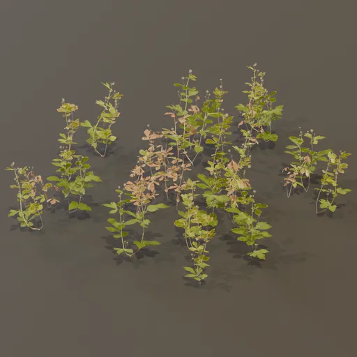 Geum Urbanum Weed Herbal Plant Med