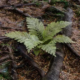 Fern Plant