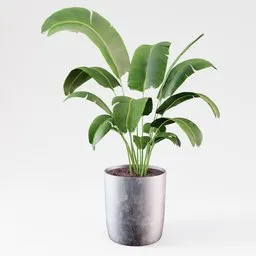 Realistic 3D model of a potted Strelitzia plant, perfect for Blender interior design visualization.
