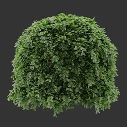 Sphere bush Plant