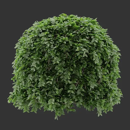 Sphere bush Plant