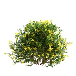 Coronilla Valentina Glauca