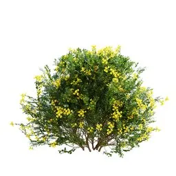Coronilla Valentina Glauca