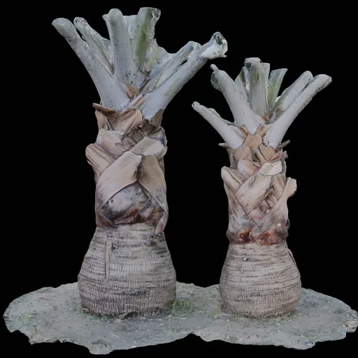 Highly detailed 3D Bismark Palm model, suitable for Blender rendering with 8K textures and realistic quad mesh.