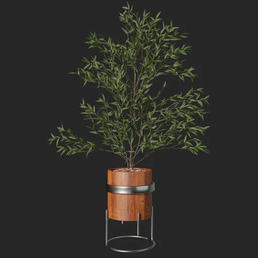 Plant