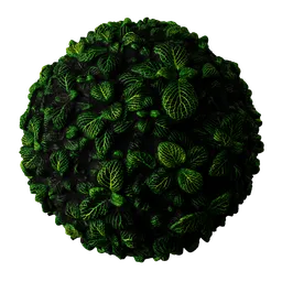 Plant Leaves
