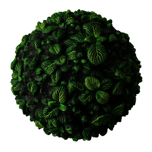 Plant Leaves