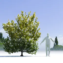 Tree Orange Choisaya