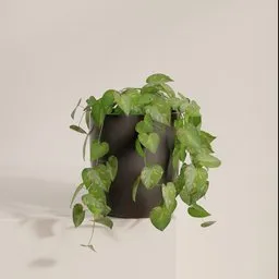 Pothos Vine in pot