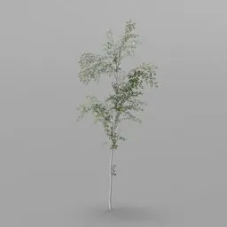 Small Birch Tree