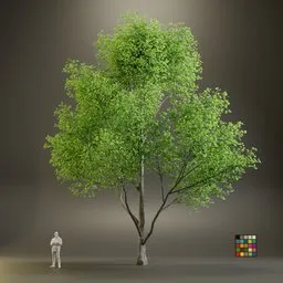 European Maple Acer Campreste
