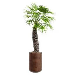 Realistic Sabal Palmetto 3D model with 4K textures, ideal for Blender indoor nature scenes.