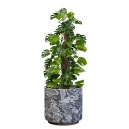 Split Leaf Wonder