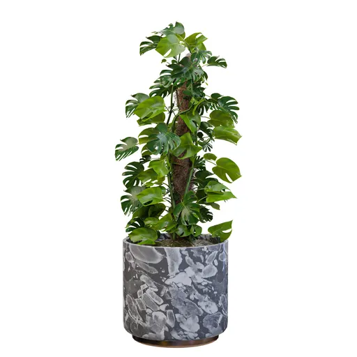 Split Leaf Wonder