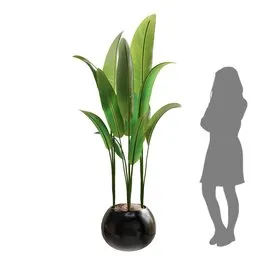 Indoor Plant Bird Of Paradise