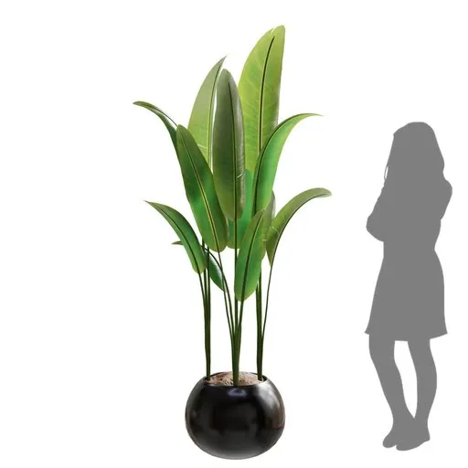 Indoor Plant Bird Of Paradise