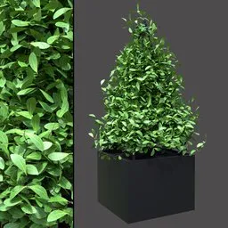 White Blossom Planter