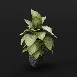 Indoor Potted Plant