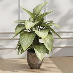 Indoor Potted Plant